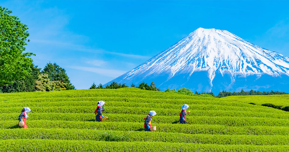 Exploring the history, geography, culture and production of tea in Japan.