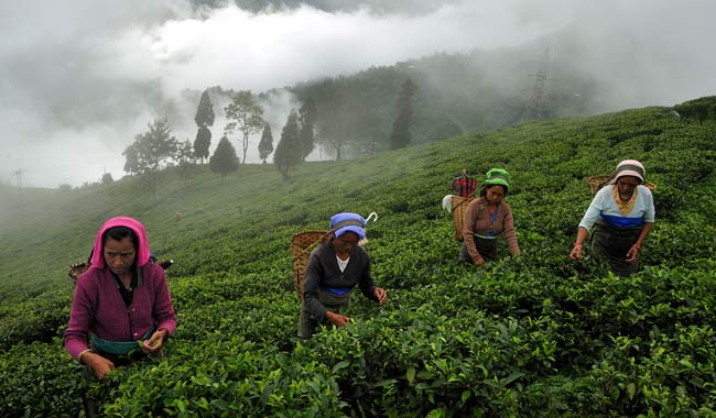 Tea-Pluckers-in-Darjeeling