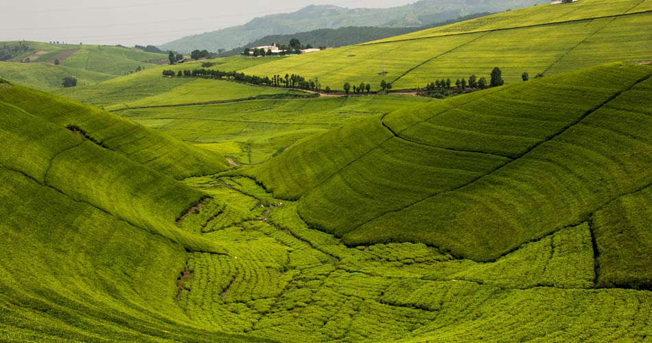 Ehical-Tea-Partnership Jorunal