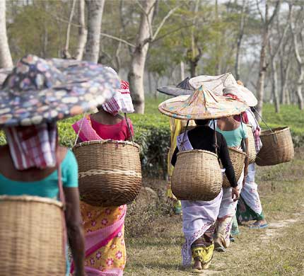 Ethical Tea Partnership