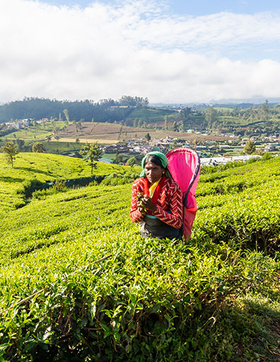 The Ethical Tea Partnership is a membership organisation which convenes tea companies